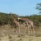 Afrika - Kenia - Nakuru - Hell's Gate National Park