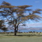 CRESCENT ISLAND