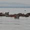 Hipos en Naivasha