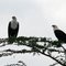 Aguilas en Naivasha.
