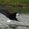 Fish eagle lake Naivasha