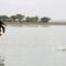Fish eagle lake Naivasha