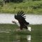 Fish eagle lake Naivasha