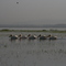 Lake Naivasha,Kenia....