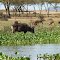 Afrika - Kenia - Naivasha