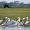 La danse des pelicans de Naïvasha
