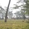 Giraffe  in  the  morning  mist ,   close to  Lake  Naivasha