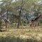 Afrika - Kenia - Naivasha