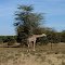 Afrika - Kenia - Naivasha