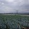Marula Farm Pivot Irrigator
