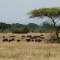 Afrika - Kenia - Naivasha