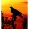 Eagle at Sunset