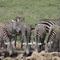 Zebra at Kigio