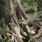 Cypress Roots