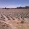 Farm in Kenya during Drought