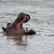 Nyahururu; Hippopotamus, Hippopotamus amphibius, Nijlpaard (at 2360m the highest place for Hippos)