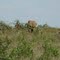 Elephant at first sight