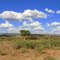 savanna