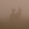 kongoni in the mist