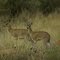 Dik Dik