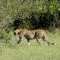 Cheetah in Solio Game Reserve