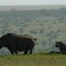 Black rhinos in Solio Game Reserve