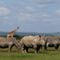 White rhinos in Solio Game Reserve