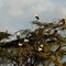 White storks in Solio Game Reserve