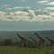 Giraffes in Solio Game Reserve with Mt. Kenya