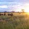 African Buffalo in Kenya at Sunset