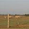 White Rhinos