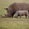 Mother and calf side by side