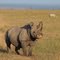 Rhino Sunshine