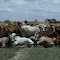 Boran steers