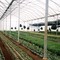 Farm, Ruiru, Kenya