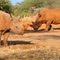 Rhino Sanctuary