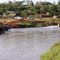 Cattle at Mwea Irrigation Scheme, Kenya