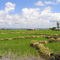 Mwea rice land