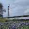 Windmill & Bluebonnets