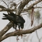 verreaux's eagle con dik dik