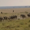 Amboseli 1