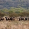 Amboseli 2