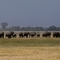 Amboseli 3