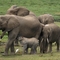 Amboseli 5