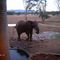 Elephfant in the morning at Salt Lick Safari Lodge.