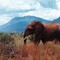 Taita Hills, Tsavo West Kenia