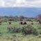 Tsavo West 2009