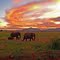 Tsavo National Park