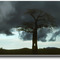 Baobab - 198002