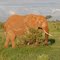 Elephant in Tsavo